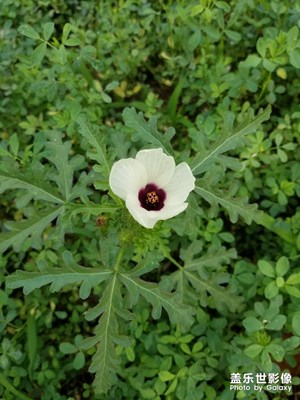 【花開盛夏】+ 夏花