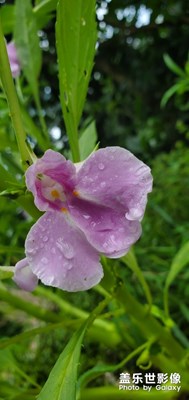 還是家鄉(xiāng)的風景怡人