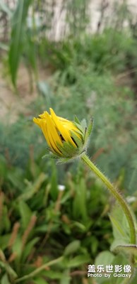 天氣越熱，花兒開的越鮮艷