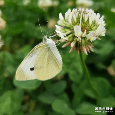 【花開盛夏】+各種美麗都是我最愛