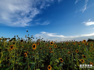 特地去看了向日葵，結(jié)果好小朵