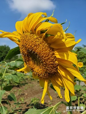 【心水好物】+ 向日葵