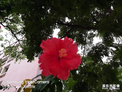 開(kāi)在半空中的紅花