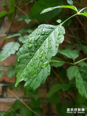 隨手拍-臺(tái)風(fēng)過后的小院