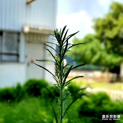 初試手機(jī)拍攝，獻(xiàn)丑啦！