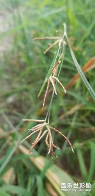 小草