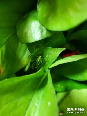 【淺秋時光】+蟲子