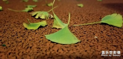 【淺秋時(shí)光】+秋風(fēng)怡人