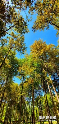 三星s10+拍的，