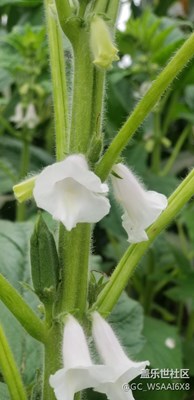 芝麻開(kāi)花節(jié)節(jié)高????