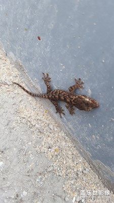 猜猜是什么小動(dòng)物