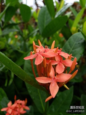 n9買來10天拍攝，大家指教