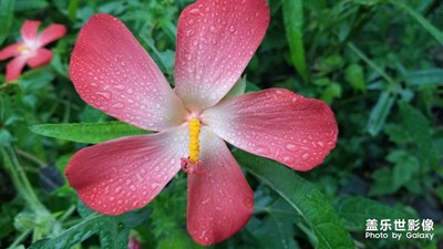 這是什么花。。。。。。。。