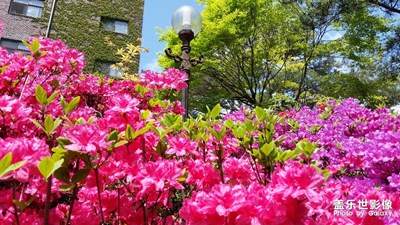 韓國(guó)回顧之-京畿道《大真大學(xué)2015春》