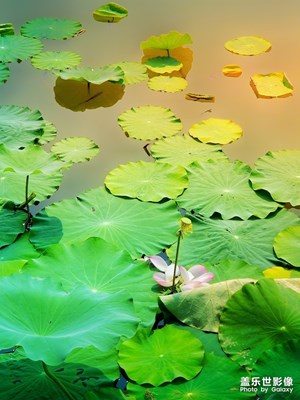 花開(kāi)一時(shí)·落花一季