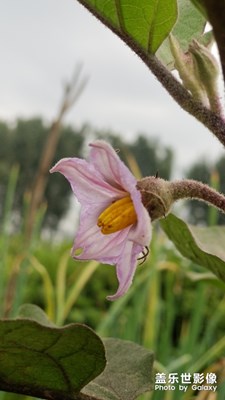 中秋節(jié)在老家菜園子拍的茄子花