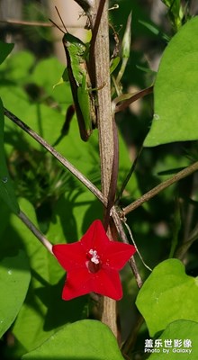 紅軍打敗了國軍