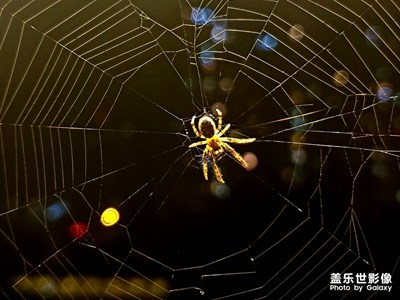 【夜色闌珊】+網(wǎng)