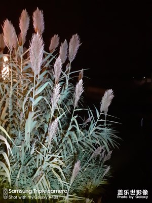 秋夜小河邊隨拍