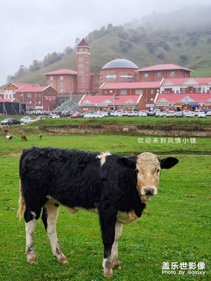 【國慶游記】+陰蒙天的陜西關(guān)山牧場