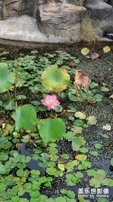 【國(guó)慶游記】+外出走走