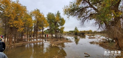 國慶游額濟(jì)納胡*，難忘那一抹金黃