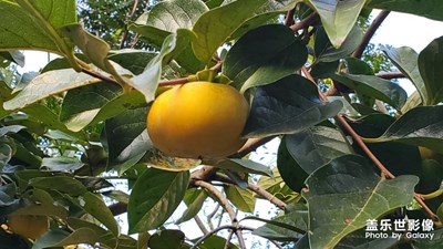 【國慶游記】豐收的季節(jié)