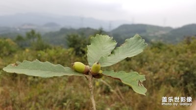 山里尋寶記