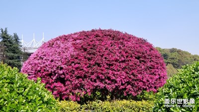 唯有美景、音樂和夢想不能辜負