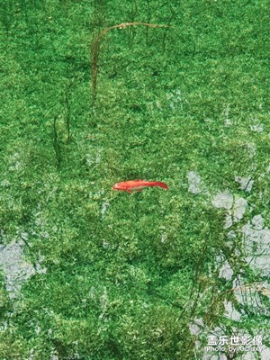 【Note8】云南麗江。春水。