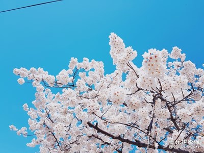 【Note8】汝已島的櫻花祭~