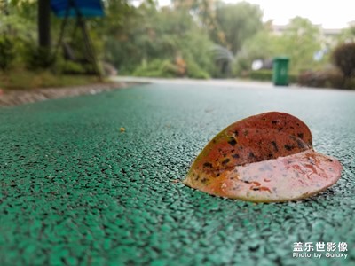 【愛在深秋】+一葉知秋