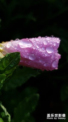 【愛在深秋】+晨風(fēng)秋露