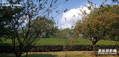 看到雨花茶樹