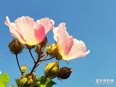 金秋十月丹桂飄香