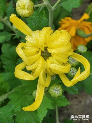 含苞待放的菊花