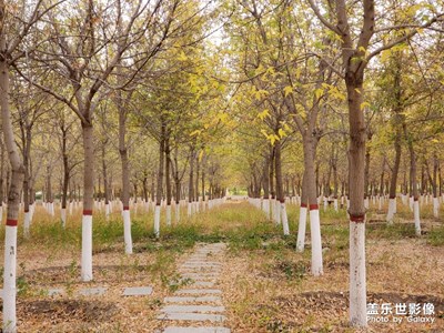 【愛在深秋】+秋葉片片