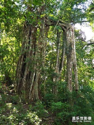 大榕樹，