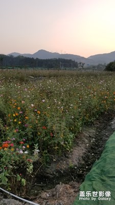 【瑰麗時(shí)分】+夕陽(yáng)下玩耍的小朋友