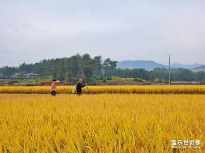 【瑰麗時分】+十月稻香