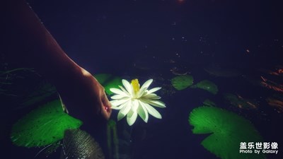 【隨手拍】??蓮花