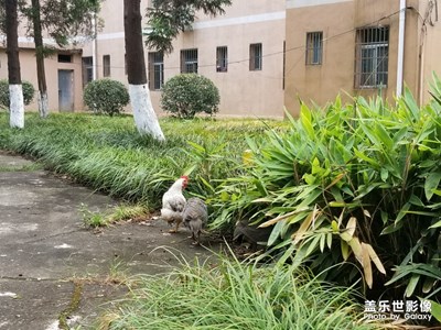 有人認識這種鳥嗎