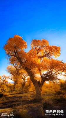 【瑰麗時(shí)分】+大漠胡楊