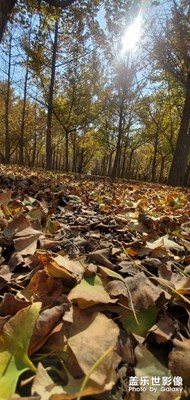 北京張各莊銀杏林