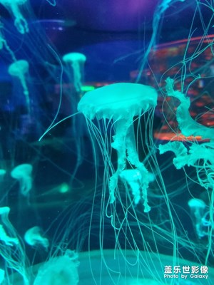 【瑰麗時(shí)分】+七彩水母