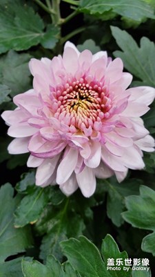 金秋十月菊花展