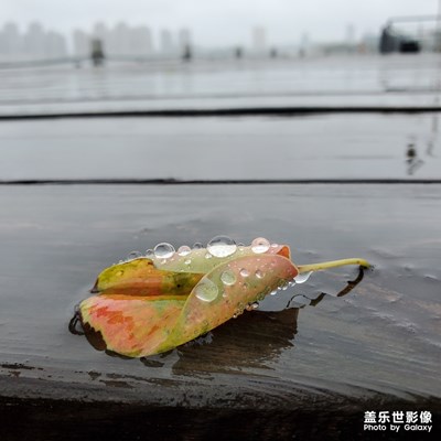 雨中公園漫步