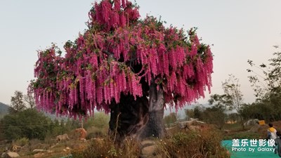 【你眼中的美景】+公園隨拍