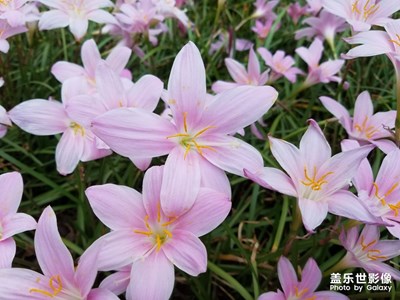 【你眼中的美景】+五彩繽紛的花朵