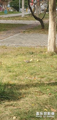 什么鳥(niǎo)????????????????